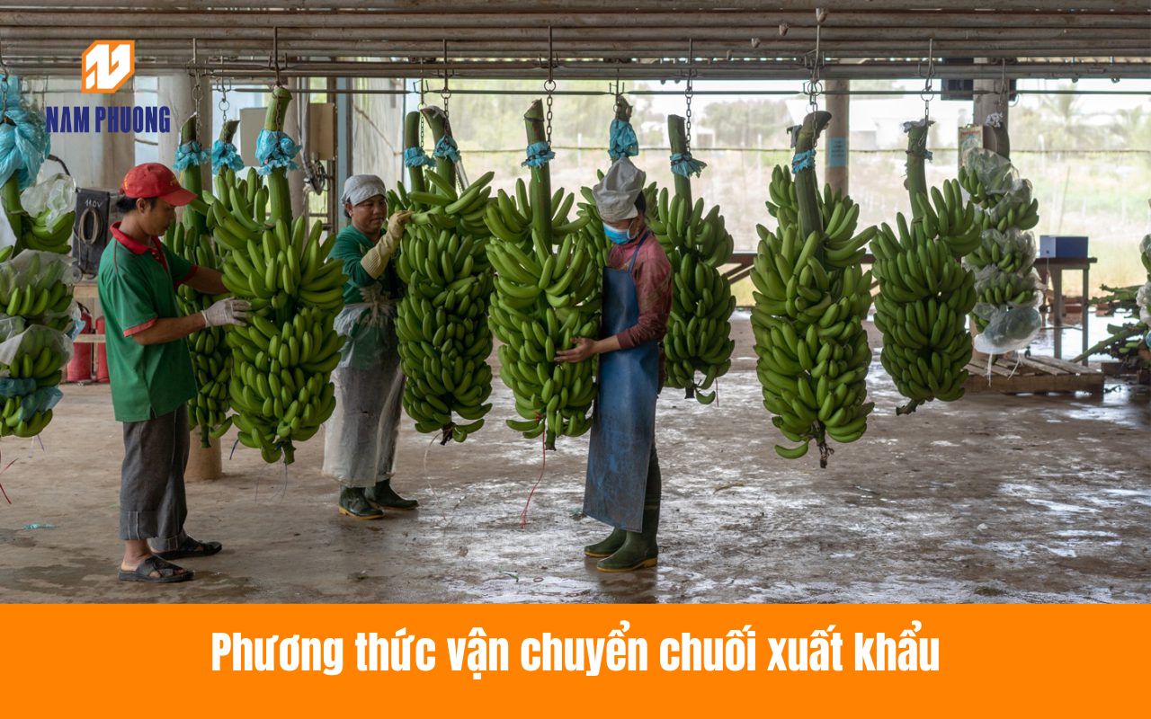 Phương thức vận chuyển chuối xuất khẩu