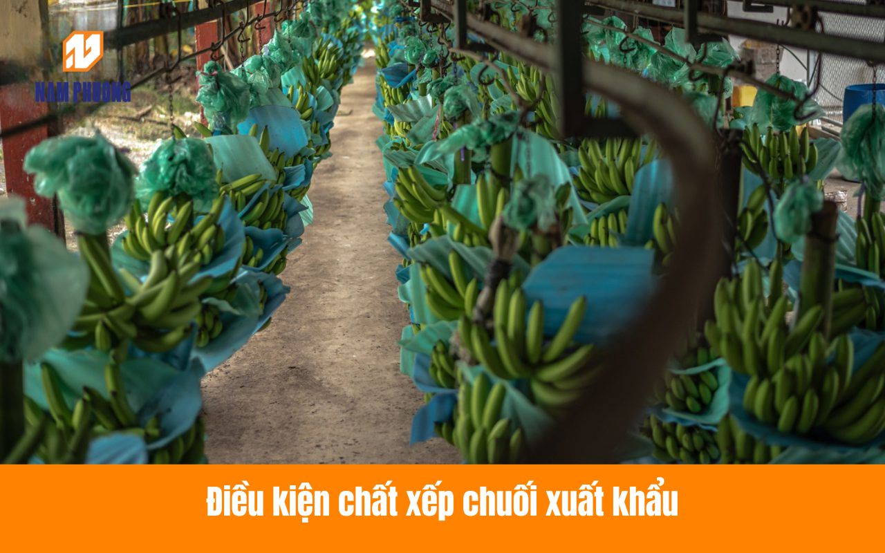 Điều kiện chất xếp chuối xuất khẩu