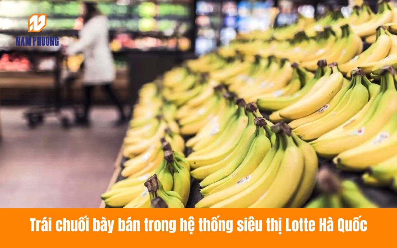 Trái chuối bày bán trong hệ thống siêu thị Lotte Hà Quốc